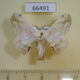 66491p Bombycidae Ernolatia moorei Vietnam $7
