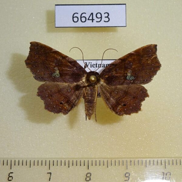 Noctuidae Eutrogia castanea Vietnam