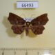 66493p Noctuidae Eutrogia castanea Vietnam $10
