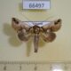 66497p Noctuidae Risoba sp. Vietnam $10