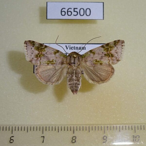 Noctuidae Didigua viridifusa f Vietnam