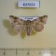 66500p Noctuidae Didigua viridifusa f Vietnam $15