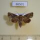 66501p Noctuidae Lignispalta viridaria Vietnam $10