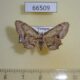 66509p Uraniidae Phazaca alikangensis Vietnam $5