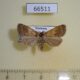 66511p Noctuidae Hydrillodes lentalis f Vietnam $8