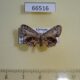 66516p Uraniidae Phazaca erosioides Vietnam $7