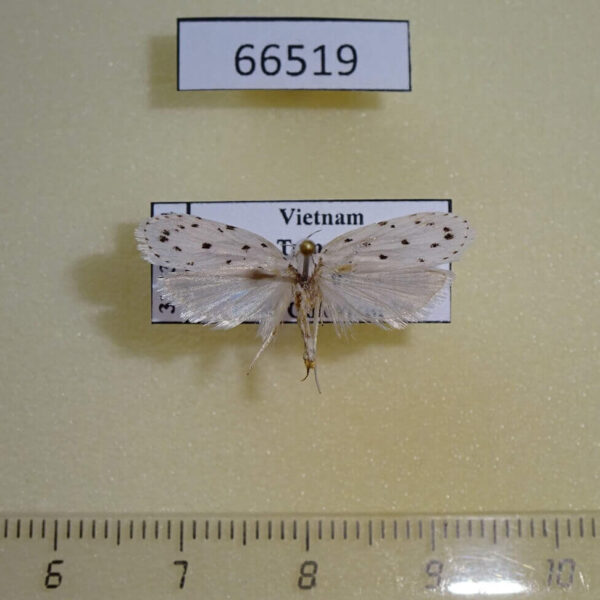 Depressariidae Scythropiodes scirbaria Vietnam