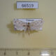 66519p Depressariidae Scythropiodes scirbaria Vietnam $4