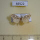 66522p Arctiidae Lyclene undulosa Vietnam $5