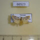 66523p Arctiidae Lyclene undulosa Vietnam $6
