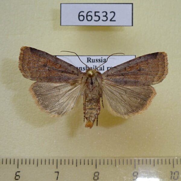 Noctuidae Paradiarsia sobrina Transbaikal reg.