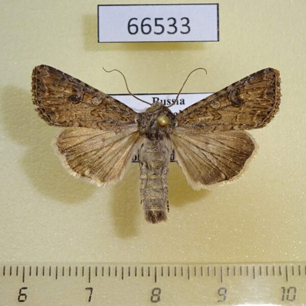 Noctuidae Anarta trifolii Transbaikal reg.