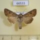 66533p Noctuidae Anarta trifolii Transbaikal reg. $6