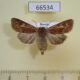 66534p Noctuidae Cerapteryx graminis f Transbaikal reg. $12