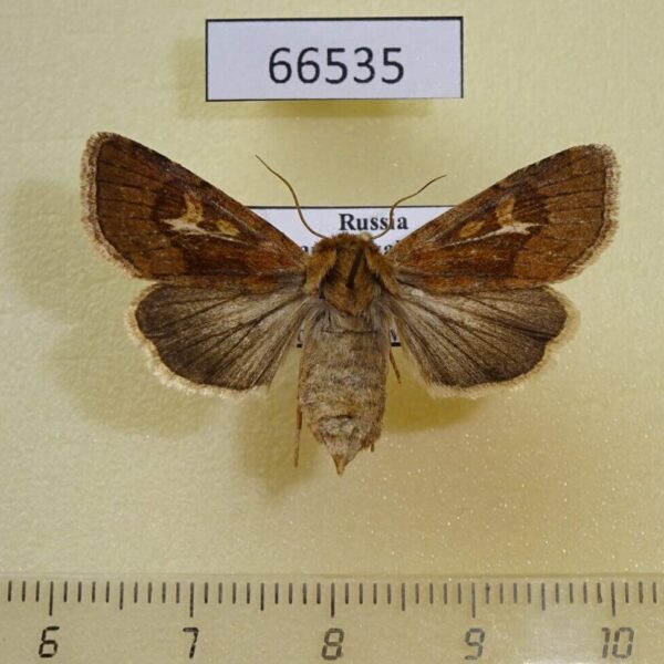 Noctuidae Cerapteryx graminis f Transbaikal reg.
