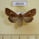66535p Noctuidae Cerapteryx graminis f Transbaikal reg. $14