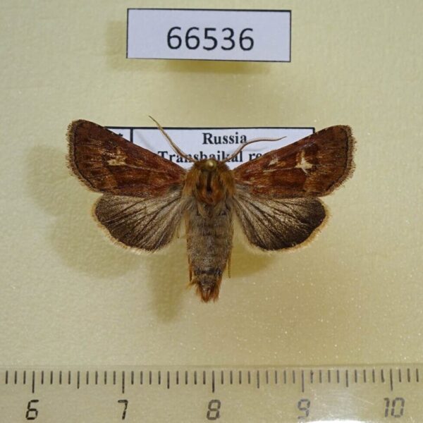Noctuidae Cerapteryx graminis Transbaikal reg.