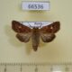 66536p Noctuidae Cerapteryx graminis Transbaikal reg. $9