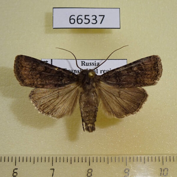 Noctuidae Euxoa intolerabilis Transbaikal reg.