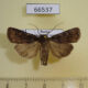 66537p Noctuidae Euxoa intolerabilis Transbaikal reg. $10