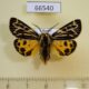 66540p Arctiidae Grammia obliterata (turbans) Transbaikal reg. $20