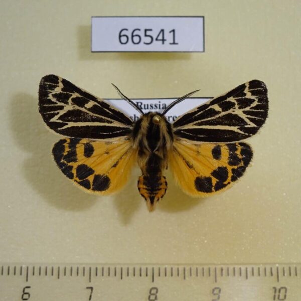 Arctiidae Grammia obliterata (turbans) Transbaikal reg.