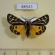 66541p Arctiidae Grammia obliterata (turbans) Transbaikal reg. $20