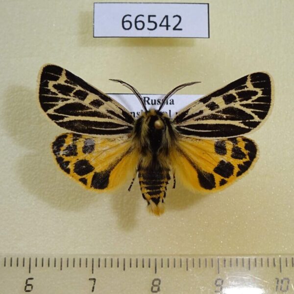 Arctiidae Grammia obliterata (turbans) Transbaikal reg.