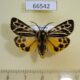 66542p Arctiidae Grammia obliterata (turbans) Transbaikal reg. $18