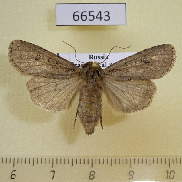 Noctuidae Euxoa sibirica f Transbaikal reg.