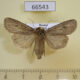 66543p Noctuidae Euxoa sibirica f Transbaikal reg. $6