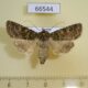 66544p Noctuidae Hampsonicola deccerti Transbaikal reg. $20