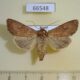 66548p Noctuidae Apamea lateritia Transbaikal reg. $7