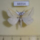66554p Geometridae Aspitates gilvaria Transbaikal reg. $4