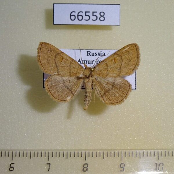 Noctuidae Paracolax tristalis Amur reg.