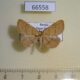 66558p Noctuidae Paracolax tristalis Amur reg. $5