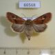 66568p Noctuidae Cerapteryx graminis f Amur reg. $13