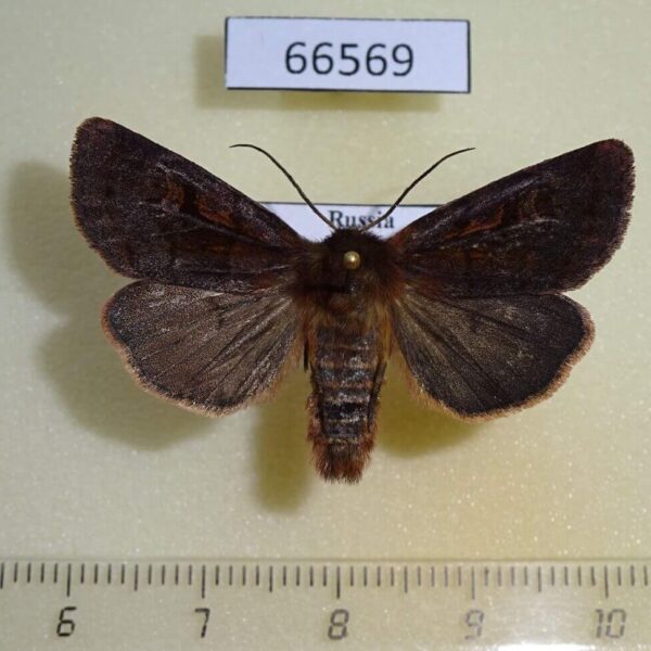 Noctuidae Xestia tecta Amur reg.
