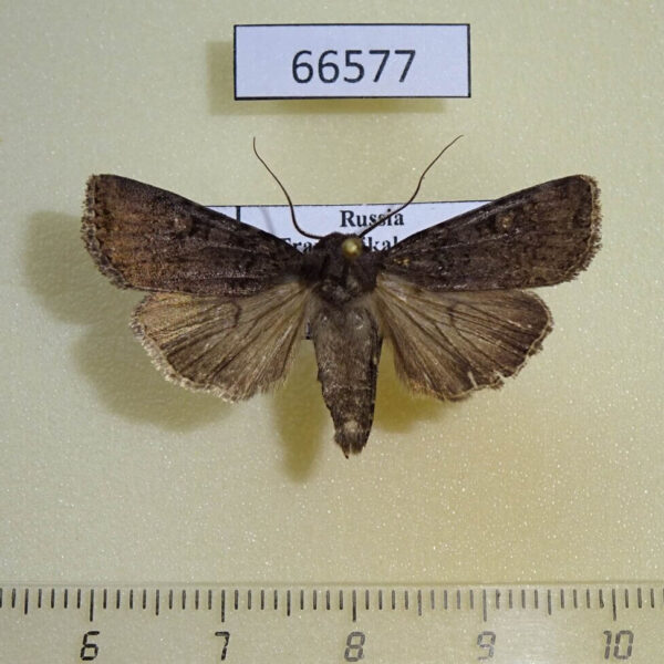 Noctuidae Euxoa intolerabilis Transbaikal reg.