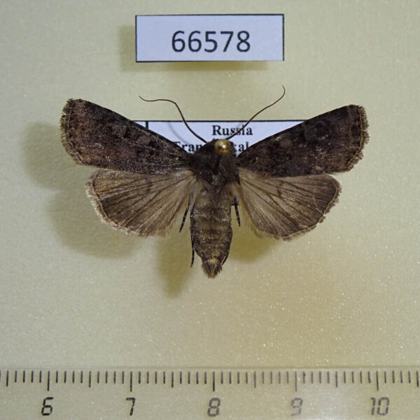Noctuidae Euxoa intolerabilis Transbaikal reg.