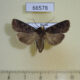66578p Noctuidae Euxoa intolerabilis Transbaikal reg. $10