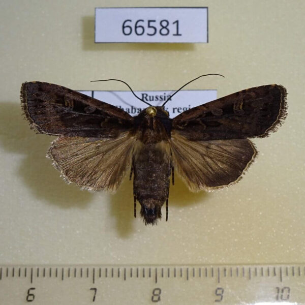 Noctuidae Euxoa ochrogaster Khabarovsk reg.