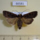 66581p Noctuidae Euxoa ochrogaster Khabarovsk reg. $5
