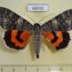 66592p Noctuidae Catocala adultera Amur reg. $7