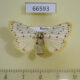 66593p Arctiidae Stigmatophora micans f Amur reg. $8