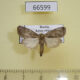 66599p Noctuidae Athetis correpta Amur reg. $10