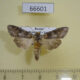 66601p Noctuidae Cucullia scopariae Primorye $10