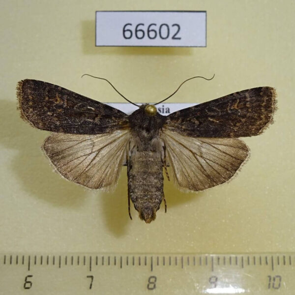 Noctuidae Euxoa adumbrata Transbaikal reg.