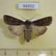 66602p Noctuidae Euxoa adumbrata Transbaikal reg. $9