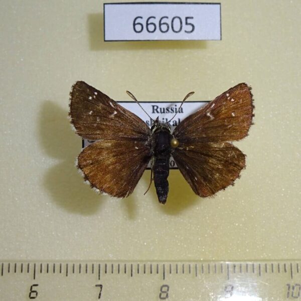 Hesperiidae Pyrgus speyeri Transbaikal reg.